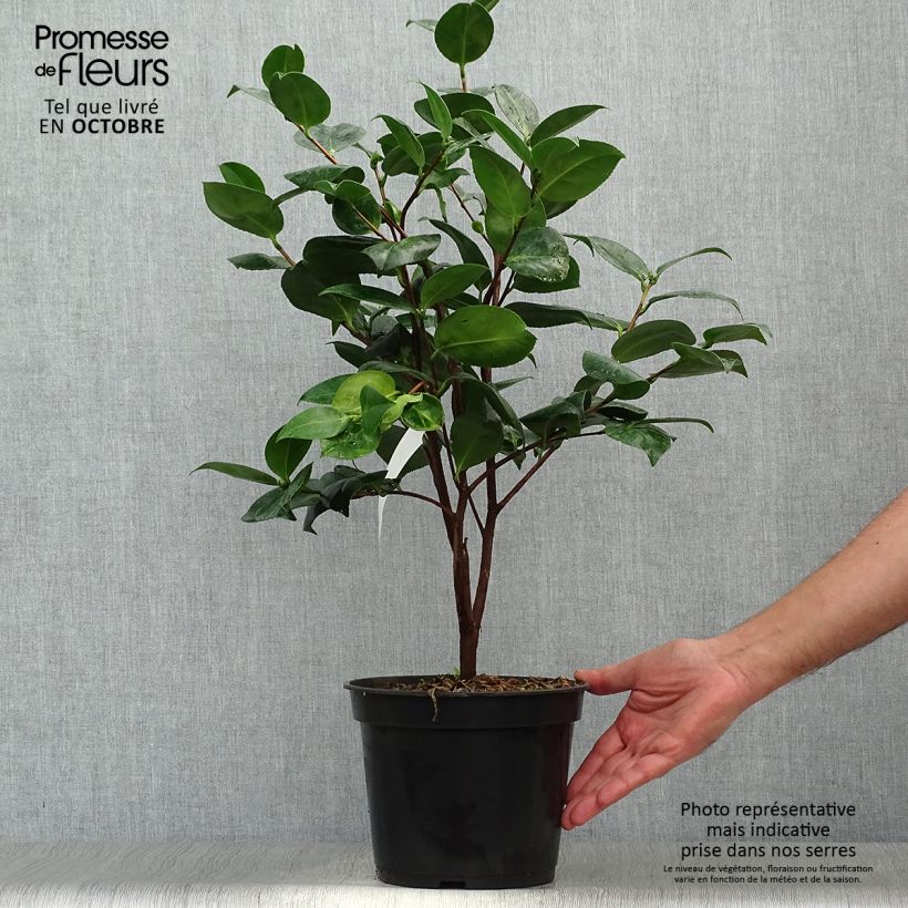 Ejemplar de Camellia japonica Margaret Davis Maceta 3L/4L entregado en otoño