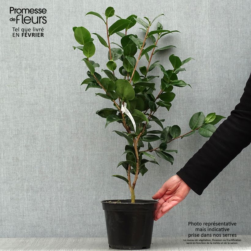 Camellia japonica Marie-Galante Maceta 4L/5L Ejemplar entregado en invierno
