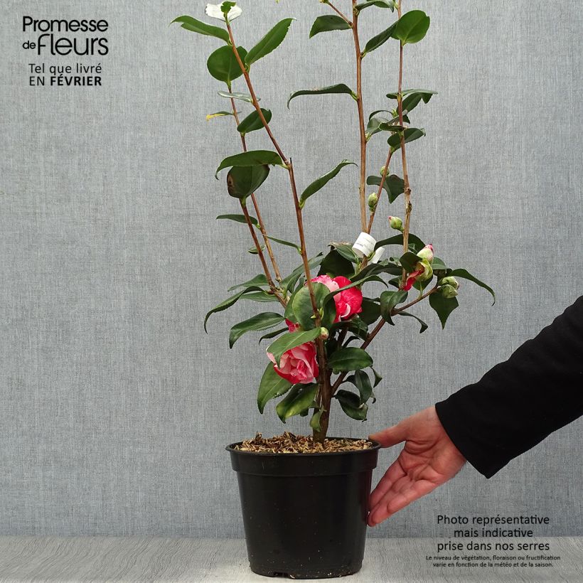 Camellia japonica Midnight Variegated Maceta 4L/5L Ejemplar entregado en invierno