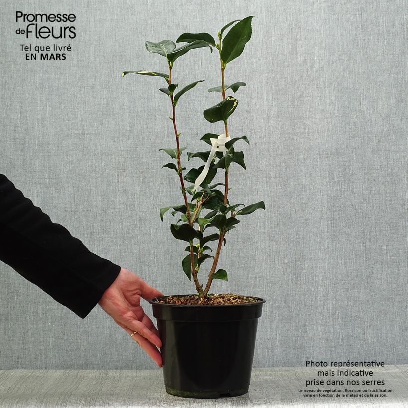 Camellia japonica Midnight Variegated Maceta 4L/5L Ejemplar entregado en la primavera