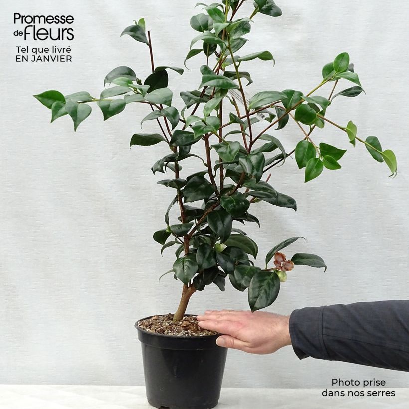 Camellia japonica Montironi Maceta 4L/5L Ejemplar entregado en invierno