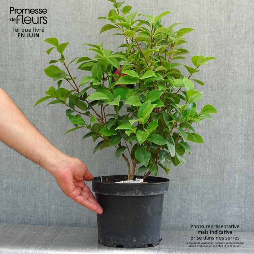 Ejemplar de Camellia japonica Mrs Tingley Maceta 3L/4L entregado en verano