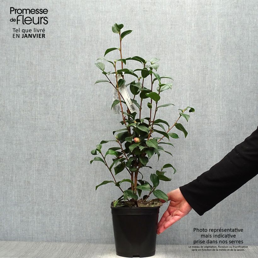 Camellia japonica Mrs Tingley Maceta 3L/4L Ejemplar entregado en invierno