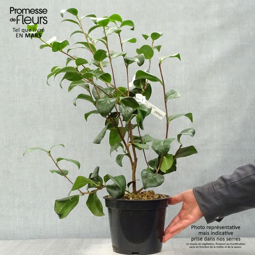 Camellia japonica Nobilissima Maceta 4L/5L Ejemplar entregado en la primavera