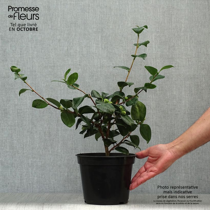 Ejemplar de Camellia japonica de Higo Okan Maceta 4L/5L entregado en otoño