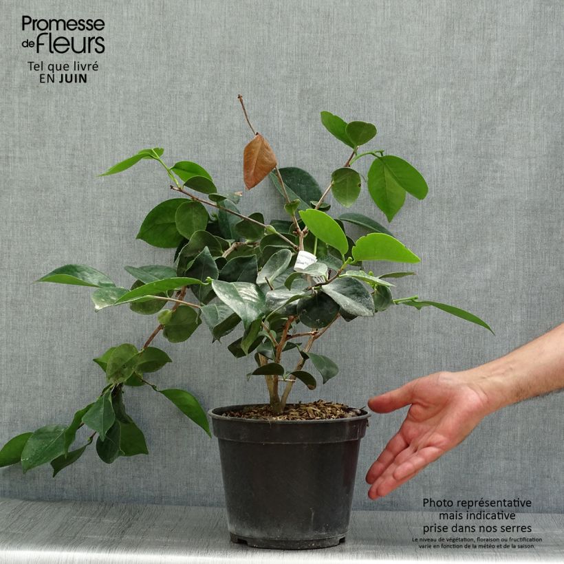 Ejemplar de Camellia japonica de Higo Okan Maceta 4L/5L entregado en verano