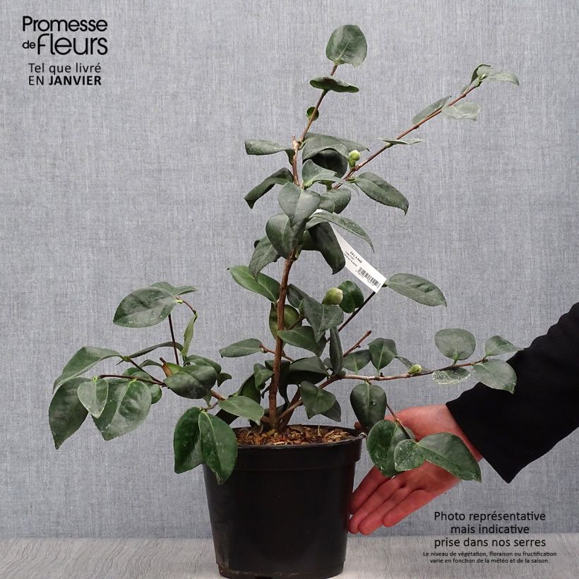 Camellia japonica de Higo Okan Maceta 4L/5L Ejemplar entregado en invierno