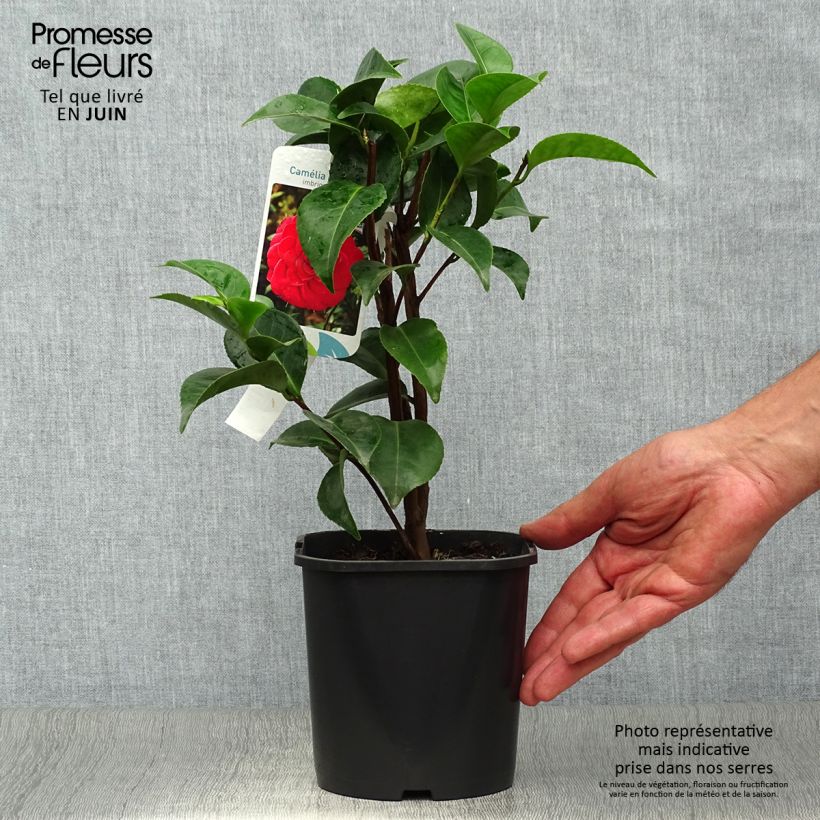 Ejemplar de Camellia japonica Roger Hall Maceta 3L/4L entregado en verano