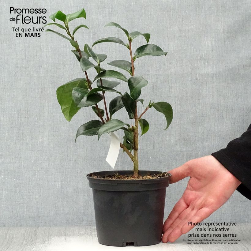 Camellia japonica San dimas Maceta 2L/3L Ejemplar entregado en la primavera