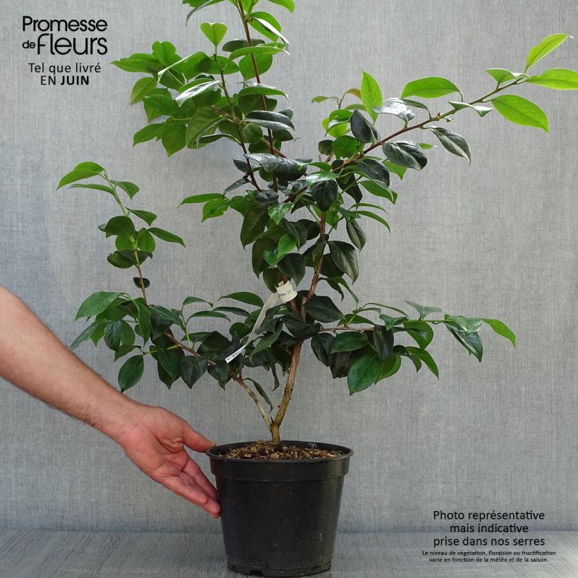 Ejemplar de Camellia japonica Sanpei Tsubaki Maceta 4L/5L entregado en verano