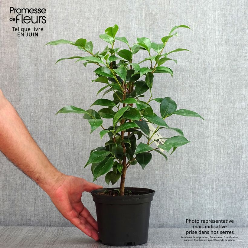 Ejemplar de Camellia japonica Stacy Susan Maceta 2L/3L entregado en verano