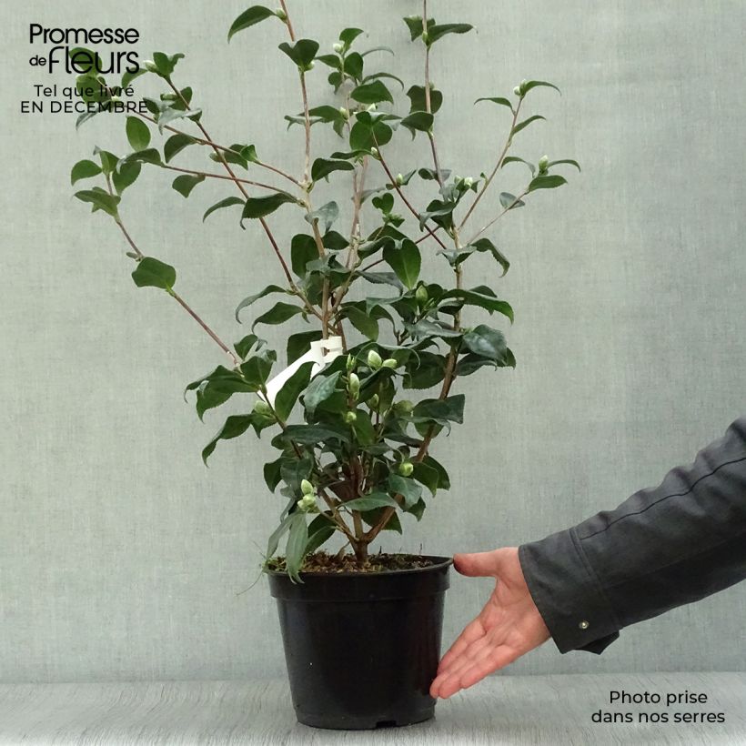 Camellia japonica Sunny Side Maceta 4L/5L Ejemplar entregado en invierno