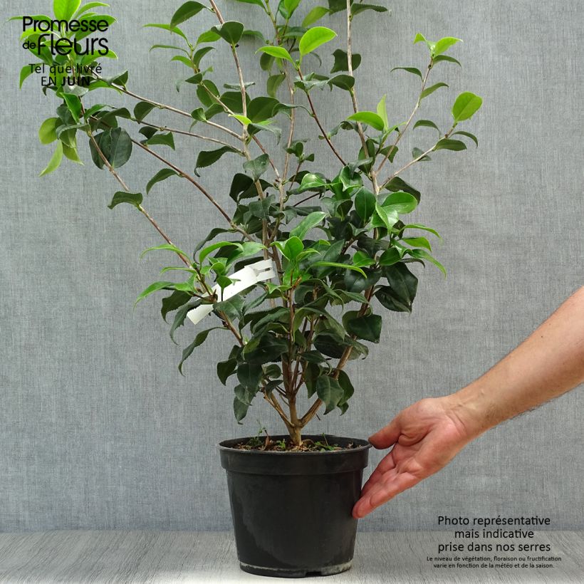 Ejemplar de Camellia japonica Sunny Side Maceta 4L/5L entregado en verano