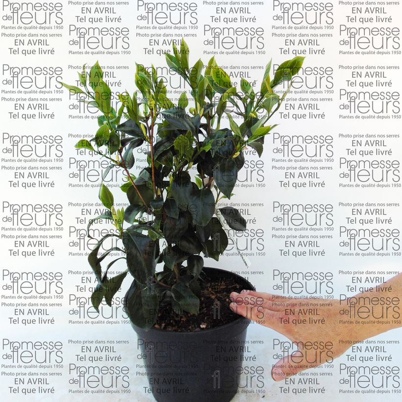 Ejemplo de ejemplar de Camellia japonica Sweet Olive Maceta 4L/5L tal y como se entrega