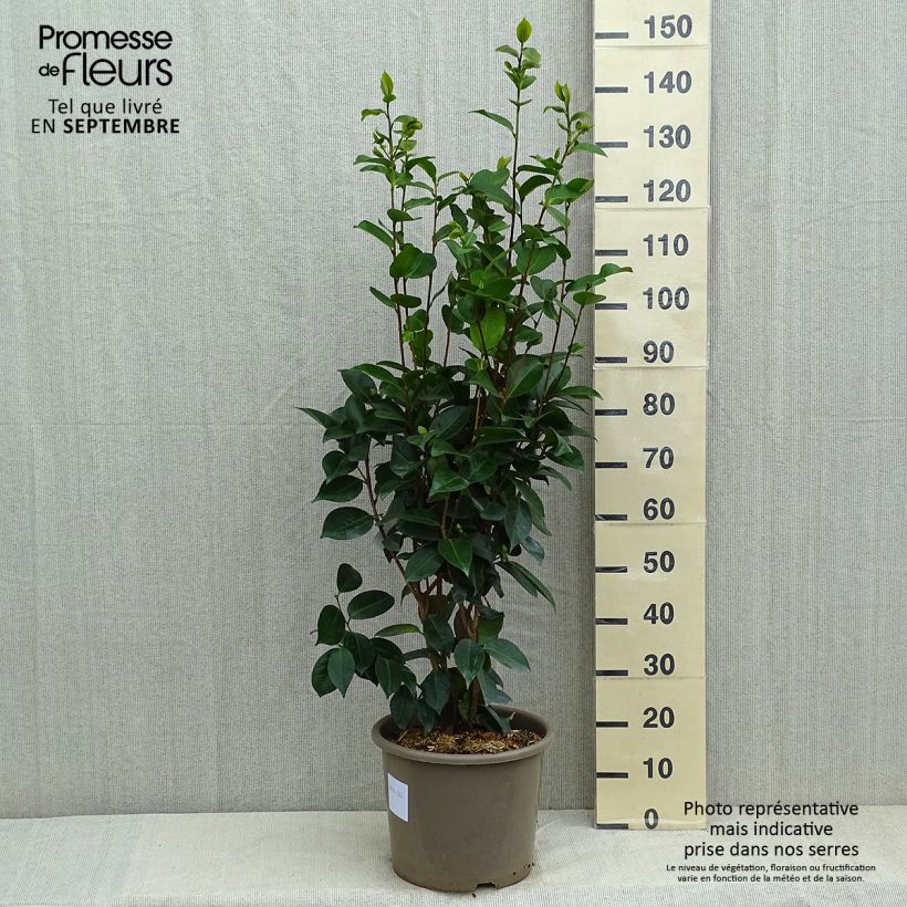 Ejemplar de Camellia japonica Traverso Maceta 12L/15L entregado en verano