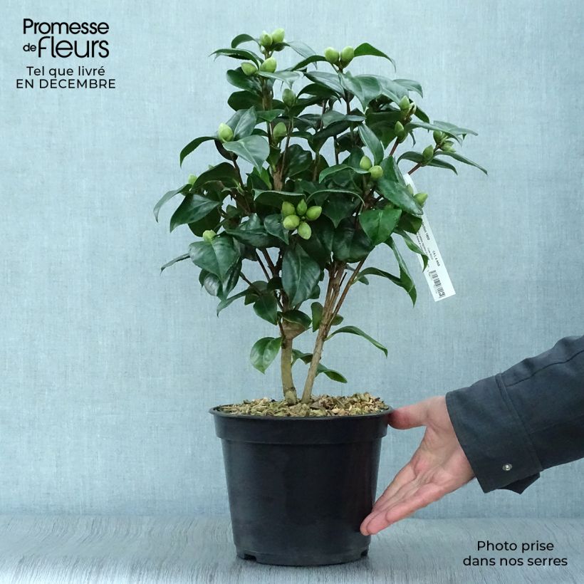 Camellia japonica Valtevareda Maceta 4L/5L Ejemplar entregado en invierno