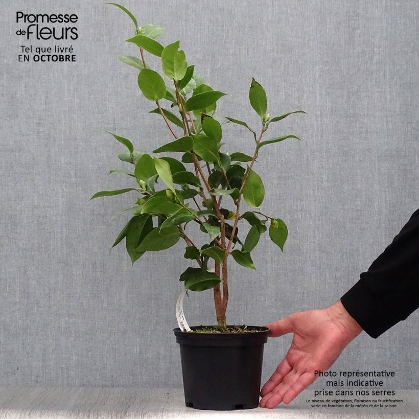 Ejemplar de Camellia japonica Virginia Robinson Maceta 2L/3L entregado en otoño
