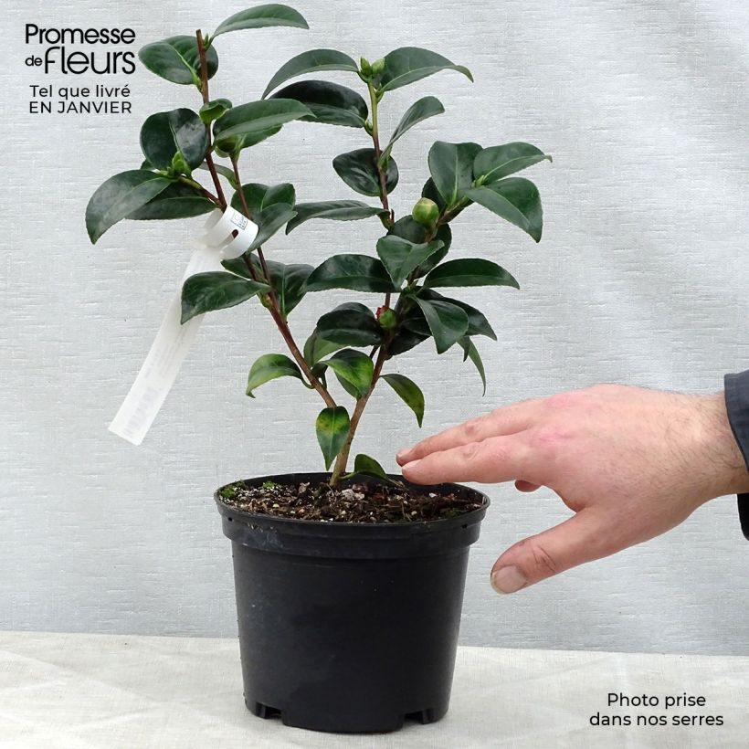 Camellia japonica Volunteer Maceta 2L/3L Ejemplar entregado en invierno