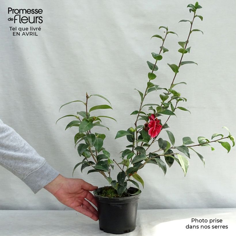 Camellia japonica Volunteer Maceta 2L/3L Ejemplar entregado en la primavera