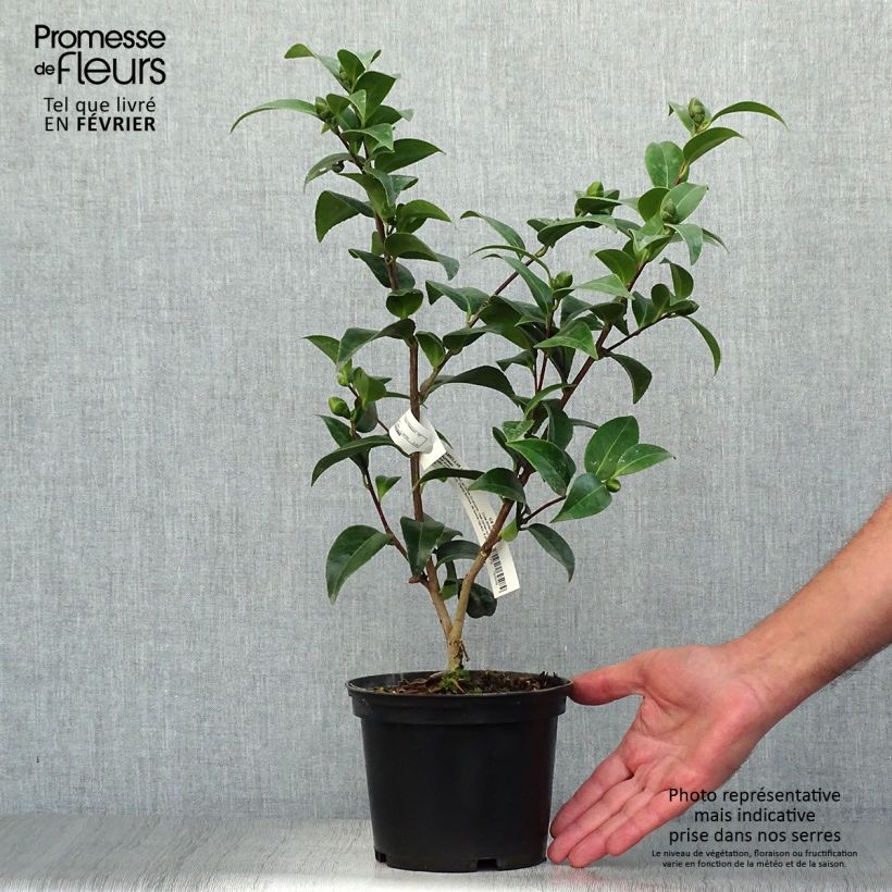Ejemplar de Camellia japonica Volunteer Maceta 2L/3L entregado en otoño