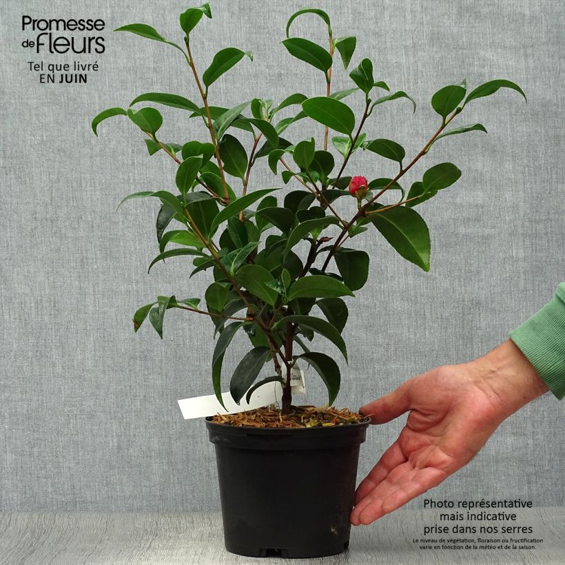 Ejemplar de Camellia japonica Volunteer Maceta 2L/3L entregado en verano