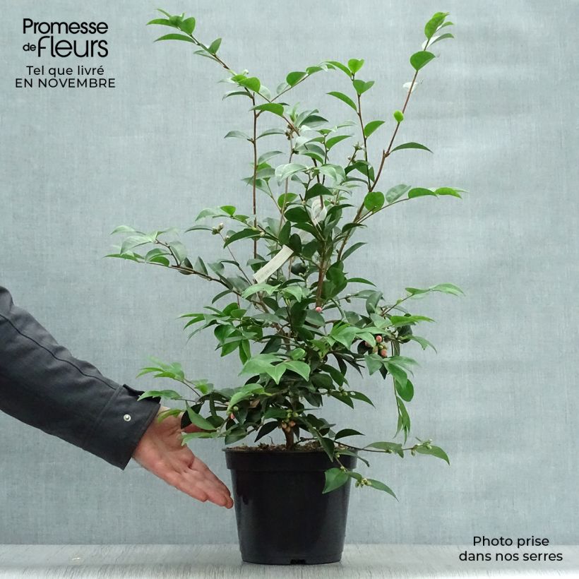 Ejemplar de Camellia Cinnamon Cindy Maceta 3L/4L entregado en otoño