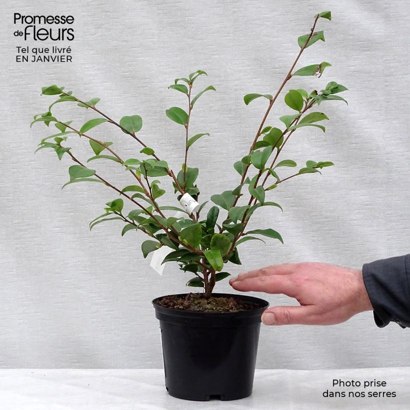 Camellia Cinnamon Scentsation Maceta 1,5L/2L Ejemplar entregado en invierno