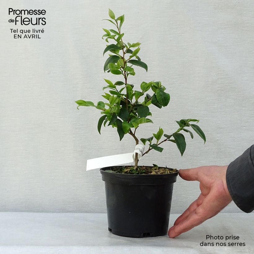 Camellia Cinnamon Scentsation Maceta 1,5L/2L Ejemplar entregado en la primavera