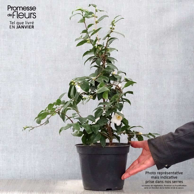 Camellia Cinnamon Scentsation Maceta 3L/4L Ejemplar entregado en invierno
