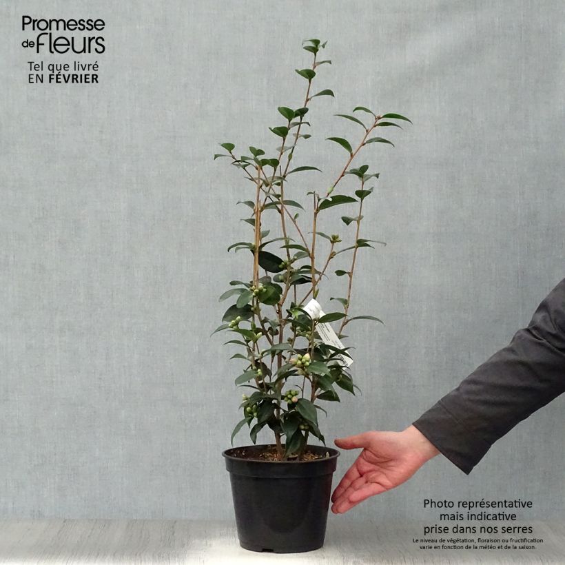 Camellia Spring Festival Maceta 3L/4L Ejemplar entregado en invierno