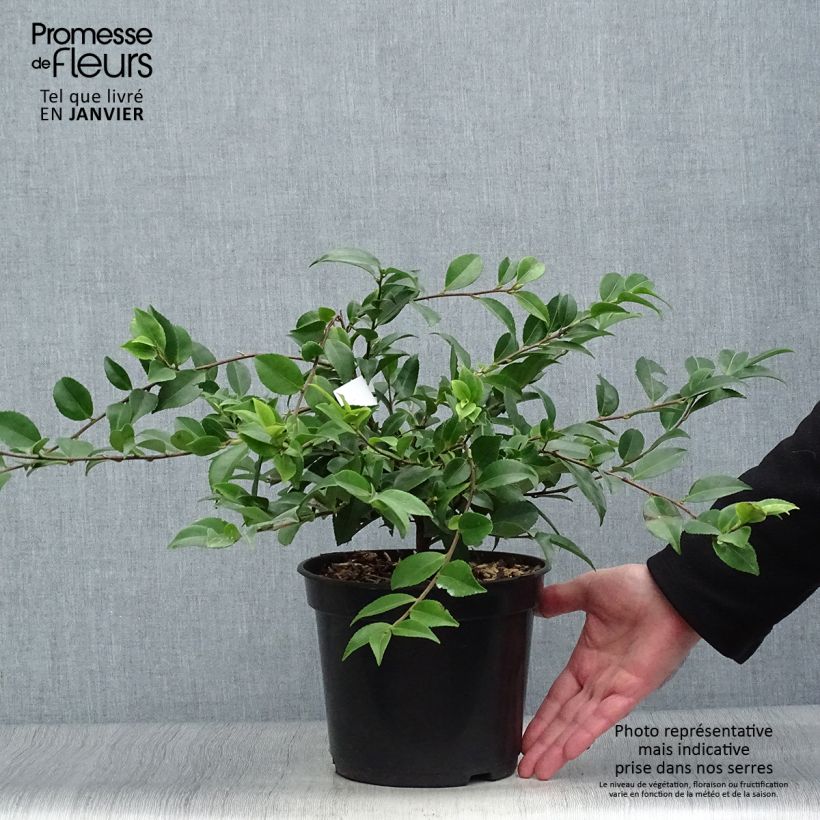 Camellia lutchuensis Sweet Emily Kate Maceta 4L/5L Ejemplar entregado en invierno