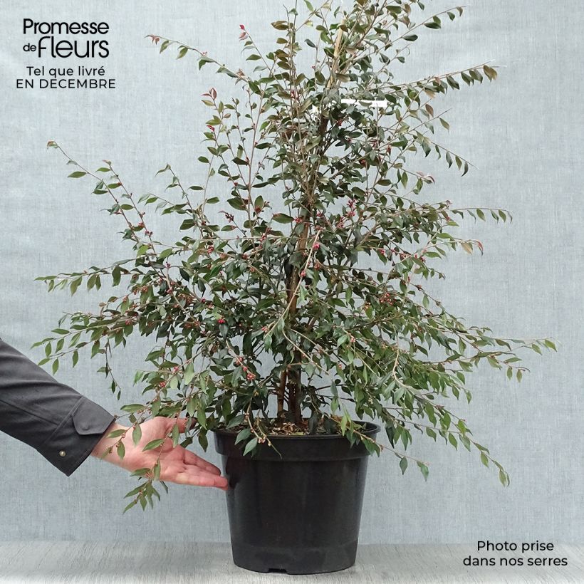 Camellia rosthoriana Cupido Maceta 7,5L/10L Ejemplar entregado en invierno