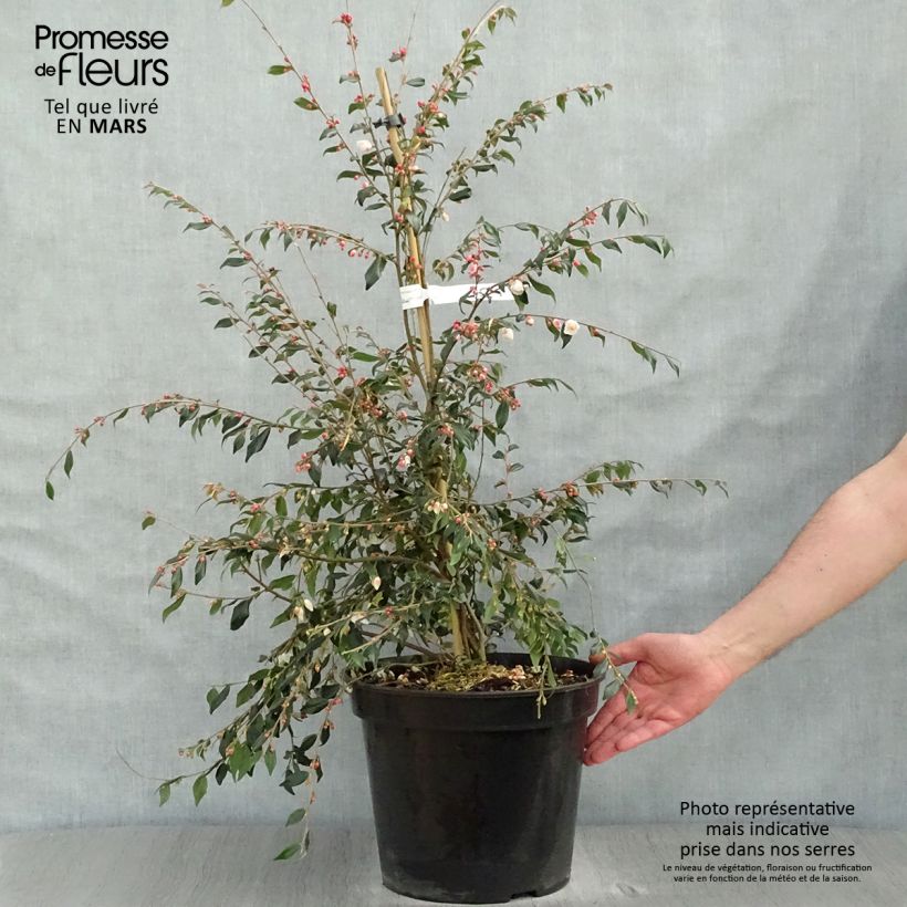 Camellia rosthoriana Cupido Maceta 7,5L/10L Ejemplar entregado en la primavera