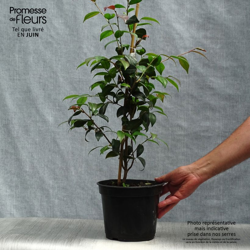 Ejemplar de Camellia Gay Baby Maceta 4L/5L entregado en verano