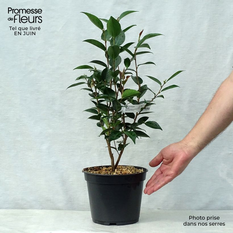 Ejemplar de Camellia transnokoensis Sweet Jane Maceta 4L/5L entregado en verano