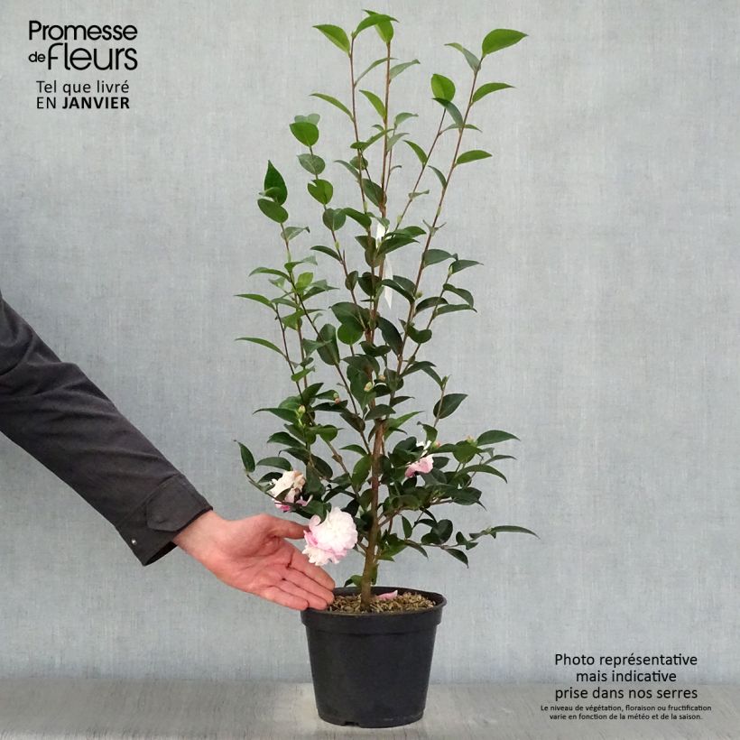 Camellia transnokoensis Sweet Jane Maceta 4L/5L Ejemplar entregado en invierno