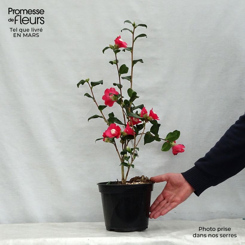 Camellia japonica Marshmallow Maceta 4L/5L Ejemplar entregado en la primavera