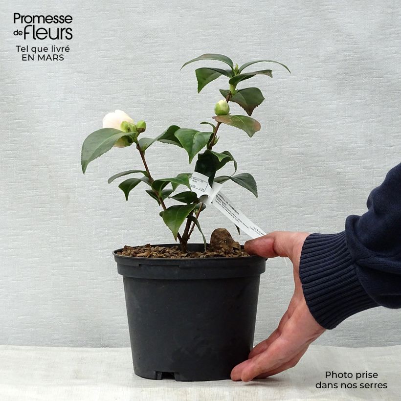 Camellia Botanyuki Maceta 2L/3L Ejemplar entregado en la primavera