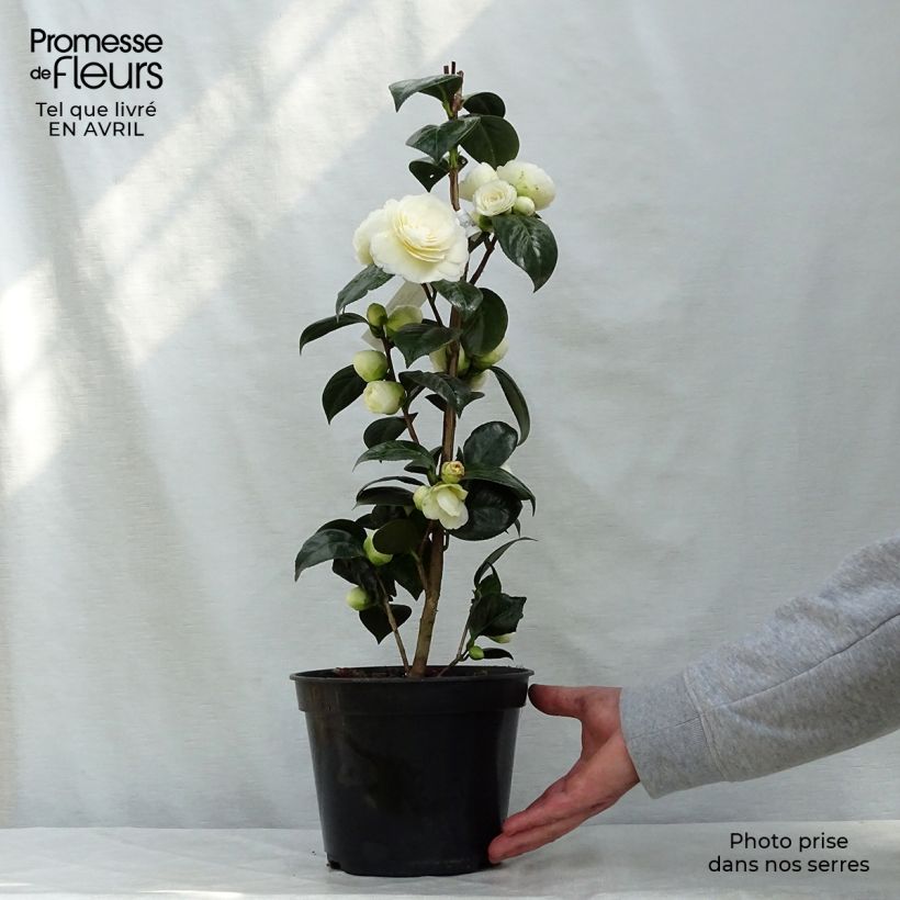 Camellia Dahlonega Maceta 4L/5L Ejemplar entregado en la primavera