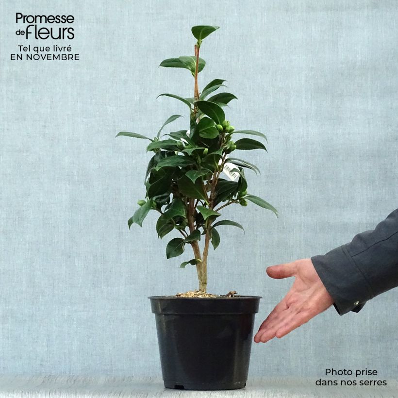 Ejemplar de Camellia Dahlonega Maceta 4L/5L entregado en otoño