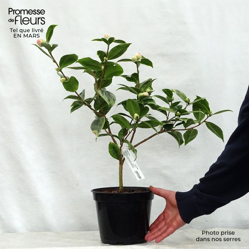 Camellia japonica Kerguelen Maceta 4L/5L Ejemplar entregado en la primavera