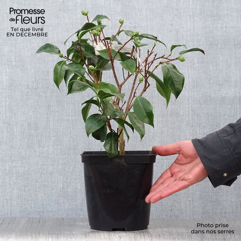 Camellia japonica Nuccio's Jewel Maceta 3L/4L Ejemplar entregado en invierno
