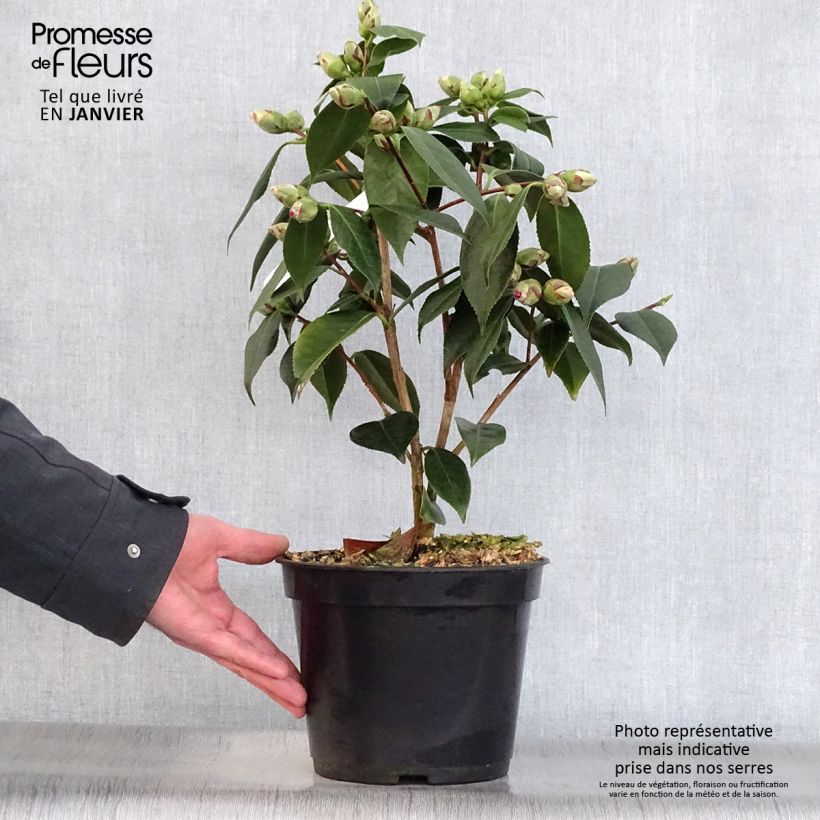 Camellia Royal Velvet Maceta 4L/5L Ejemplar entregado en invierno