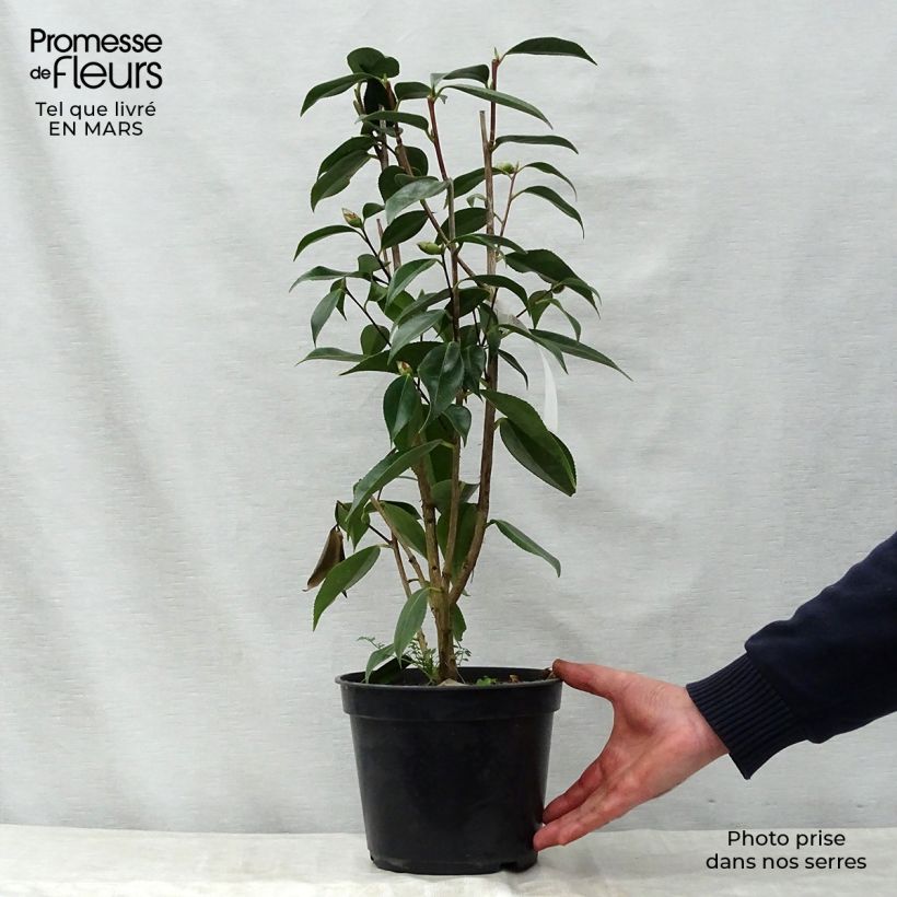 Camellia Royal Velvet Maceta 4L/5L Ejemplar entregado en la primavera
