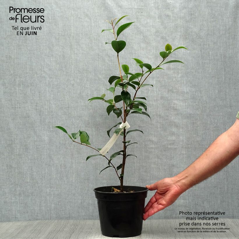 Ejemplar de Camellia williamsonii Spring Daze Maceta 4L/5L entregado en verano