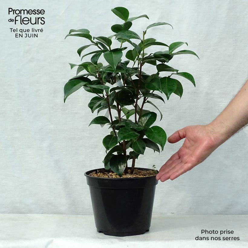 Ejemplar de Camellia Tom Pouce Maceta 4L/5L entregado en verano