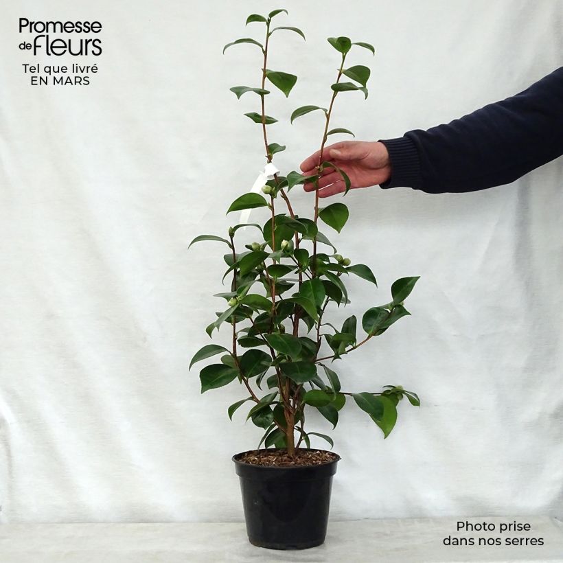 Camellia Tom Pouce Maceta 4L/5L Ejemplar entregado en la primavera