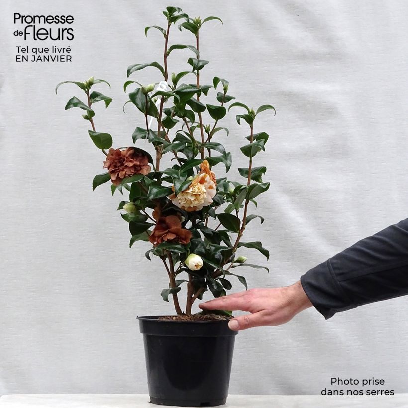 Camellia japonica Jury's Yellow Maceta 3L/4L Ejemplar entregado en invierno