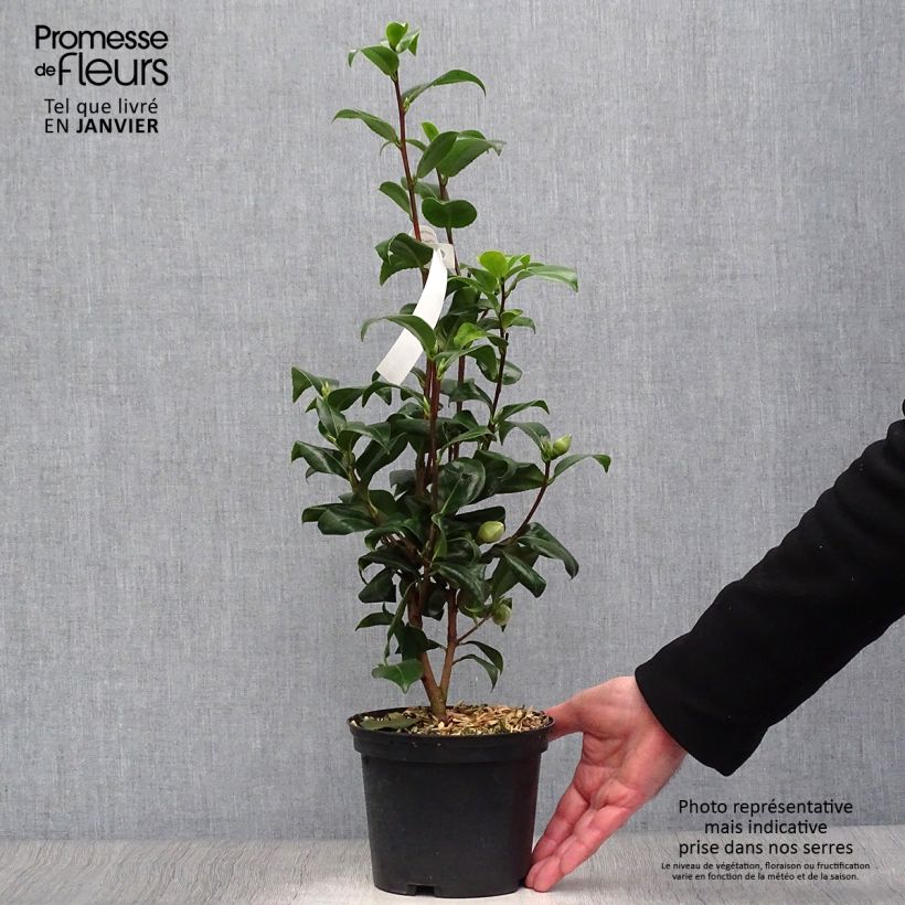 Camellia japonica Jury's Yellow Maceta 1,5L/2L Ejemplar entregado en invierno