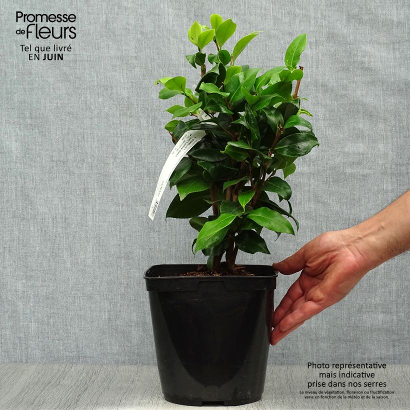 Ejemplar de Camellia japonica Jury's Yellow Maceta 3L/4L entregado en verano